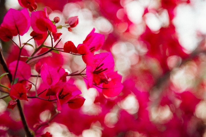 Nahaufnahme von pinken Blüten